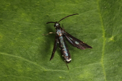 Aenigmina