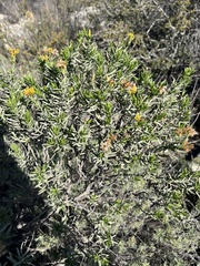 Ericameria parishii