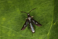 Aenigmina