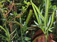 Pteris ensiformis victoriae