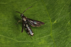 Aenigmina