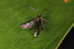Aenigmina
