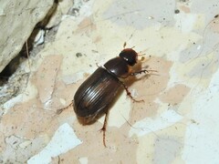 Acrossidius tasmaniae