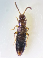 Geostiba circellaris