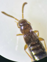 Geostiba circellaris