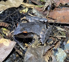 Craugastor rostralis