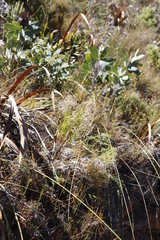 Pseudopentameris macrantha