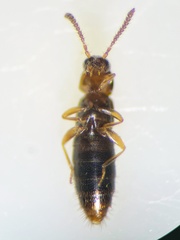 Geostiba circellaris