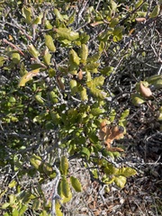 Quercus durata durata