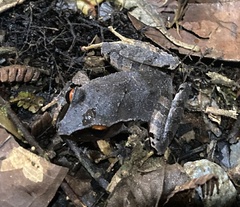 Craugastor rostralis