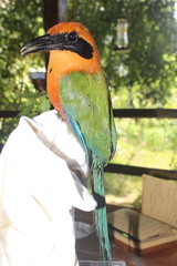 Baryphthengus martii