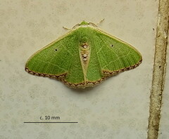 Comibaena leucospilata