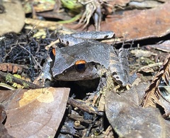 Craugastor rostralis