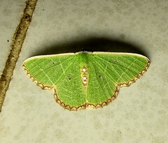 Comibaena leucospilata