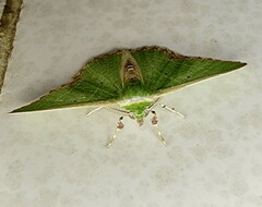 Comibaena leucospilata