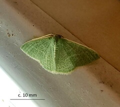 Neromia rubripunctilla