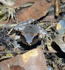 Craugastor rostralis