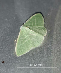 Neromia rubripunctilla