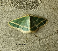 Mixocera frustratoria