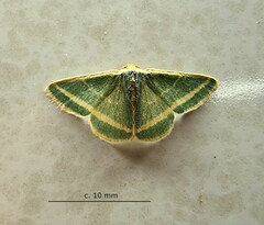 Mixocera frustratoria