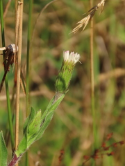Noticastrum marginatum