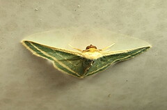 Mixocera frustratoria