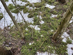 Trimium brevicorne