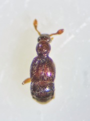 Trimium brevicorne