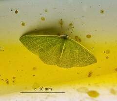 Neromia rubripunctilla