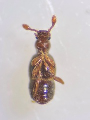 Trimium brevicorne