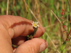 Noticastrum marginatum