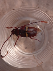 Deretrachys juvencus