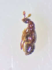 Trimium brevicorne