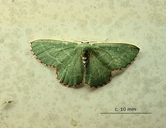 Allochrostes impunctata