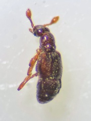 Trimium brevicorne