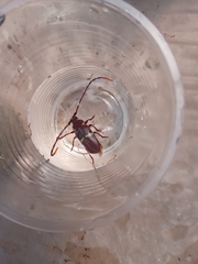 Deretrachys juvencus