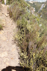 Montinia caryophyllacea