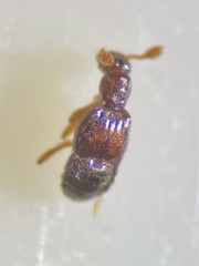 Trimium brevicorne