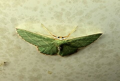 Allochrostes impunctata