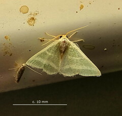 Mixocera frustratoria