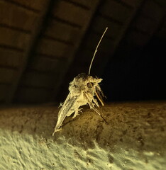 Mixocera frustratoria