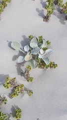 Arctotheca populifolia