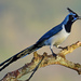 Black-throated Magpie-Jay - Photo (c) Ad Konings, some rights reserved (CC BY-NC), uploaded by Ad Konings