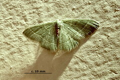 Neromia rubripunctilla
