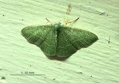 Neromia rubripunctilla