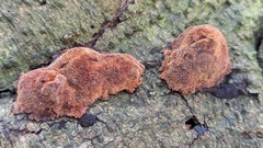 Fuscoporia ferruginosa