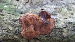 Fuscoporia ferruginosa
