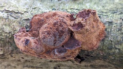 Fuscoporia ferruginosa