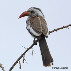 Tockus erythrorhynchus