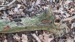 Fuscoporia ferruginosa